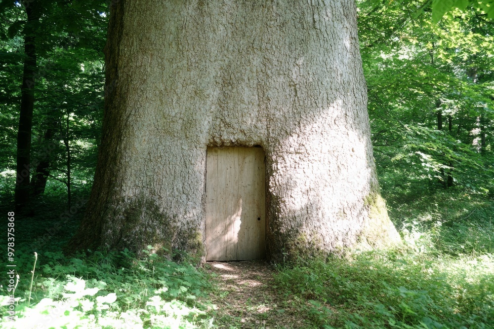 Fairytale Forest Scene with Wooden Door in Tree Trunk and Mystical Light Fairytale Forest Scene with Wooden Door in Tree Trunk and Mystical Light