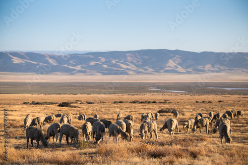 sheep grazing on open grassland photo