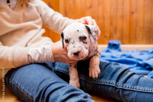 Child and dalmatian puppy playing on sofa for bonding together, child hold a small newborn puppy. love, care and friendship in home.Cute pet in hands of its owner.