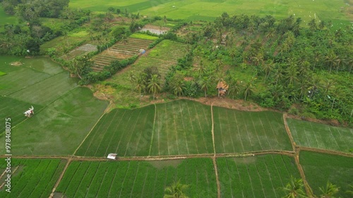 Manicured Rice Paddy Fields In Banten Indonesia Drone Descend Track Forward 4K 60FPS photo