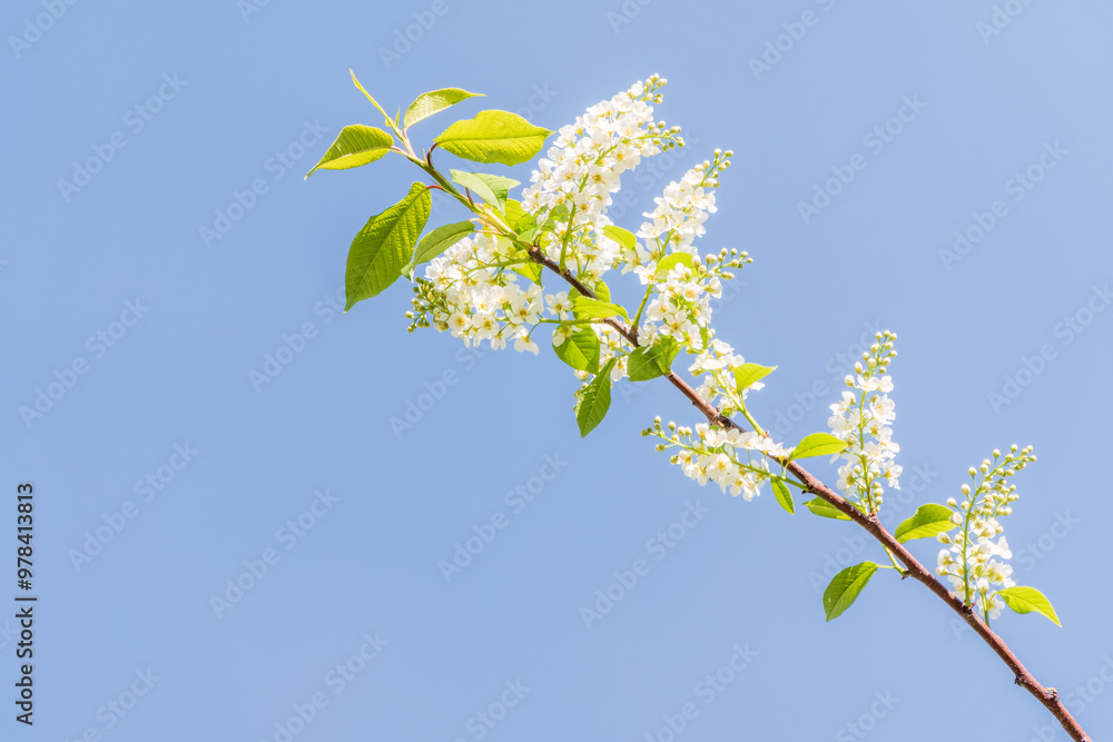 Bird cherry branches with white flowers on a background of blue sky. Bird cherry branches with white flowers on a background of blue sky.