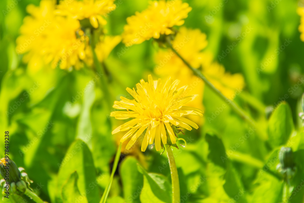 Bumblebee on a yellow dandelion. The insect pollinates the flower. Bumblebee collects nectar in summer. Bumblebee on a yellow dandelion. The insect pollinates the flower. Bumblebee collects nectar in summer.