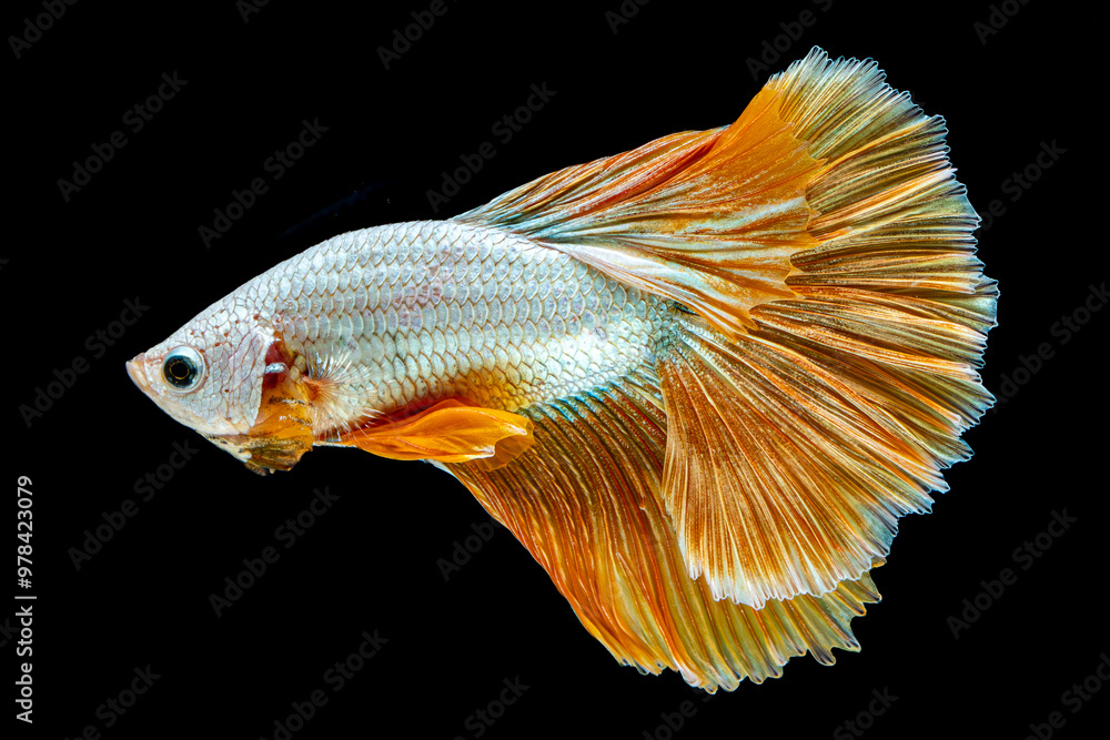 Fototapeta premium Golden, Yellow, Siam Fighting Fish,betta fish, clourful, isolated, Black Background