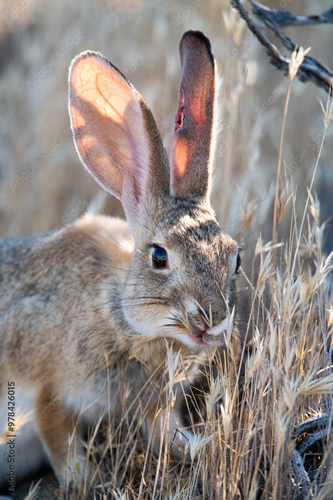 Fototapeta premium cottontail rabbit in the grass