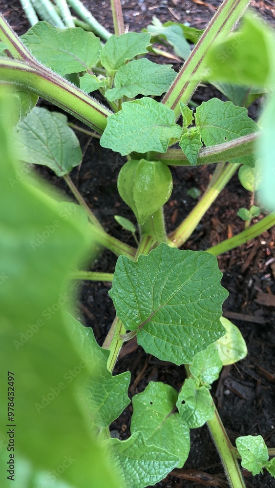 Fototapeta premium Ground Cherries growing in a Garden