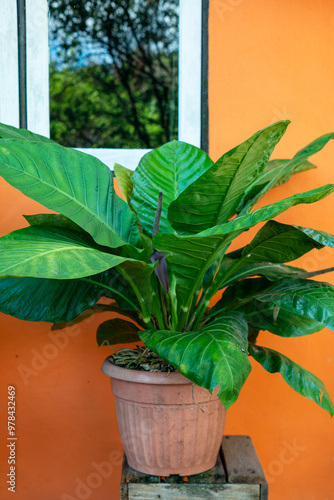 Anthurium hookeri or anthurium cobra in pot photo