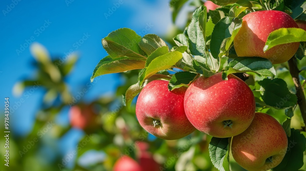 131. Branch laden with ripe red apples in a lush garden, with vibrant green leaves and a clear blue sky in the background, epitomizing the abundance of an apple tree in full bloom 131. Branch laden with ripe red apples in a lush garden, with vibrant green leaves and a clear blue sky in the background, epitomizing the abundance of an apple tree in full bloom