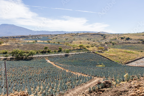 agave fields in Mexico