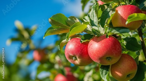 131. Branch laden with ripe red apples in a lush garden, with vibrant green leaves and a clear blue sky in the background, epitomizing the abundance of an apple tree in full bloom