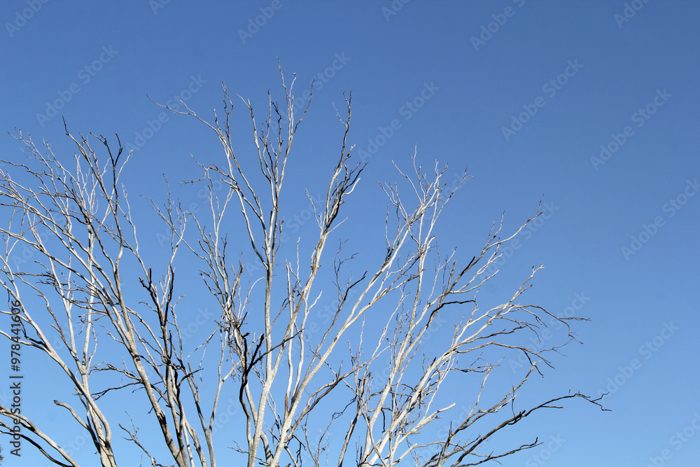 Branches of a leafless tree against a clear blue sky Branches of a leafless tree against a clear blue sky