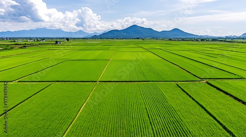 Aerial Drone Captures Tranquil Rice Field Under Clear Skies Showcasing Agricultural Practices 