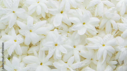 Group of blooming Jasmine flower texture background.