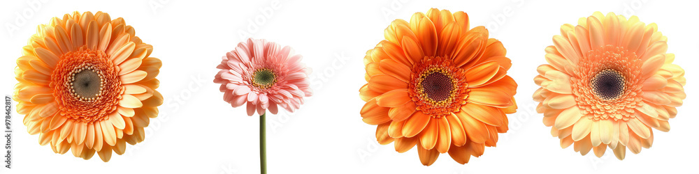 Vibrant and Colorful Gerbera Daisies in Bloom Showcasing Nature s Beauty and Elegance through their Delicate Petals Radiant Colors and Captivating Aesthetic These Flowers Exude a Sense of Joy Vibrant and Colorful Gerbera Daisies in Bloom Showcasing Nature s Beauty and Elegance through their Delicate Petals Radiant Colors and Captivating Aesthetic These Flowers Exude a Sense of Joy