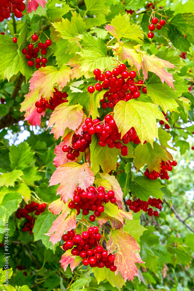 Red viburnum berries on the branches of a shrub. Natural ripe viburnum.