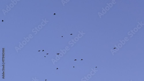 Birds flying in a beautiful morning clear sky