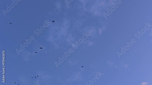 Birds in the beautiful morning sky