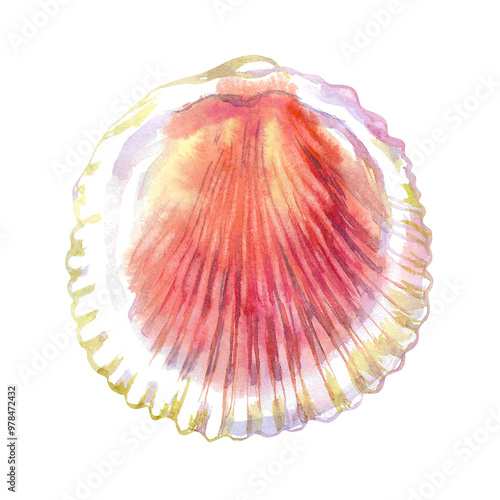 Scallop, bivalve marine mollusk, grooved shell in watercolor. Red Scallop, Calico Scallop, Argopecten Gibbus. This shell's side is concave in shape. Circular shaped with radiating ribs and two small photo