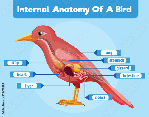 Internal Anatomy of a Bird