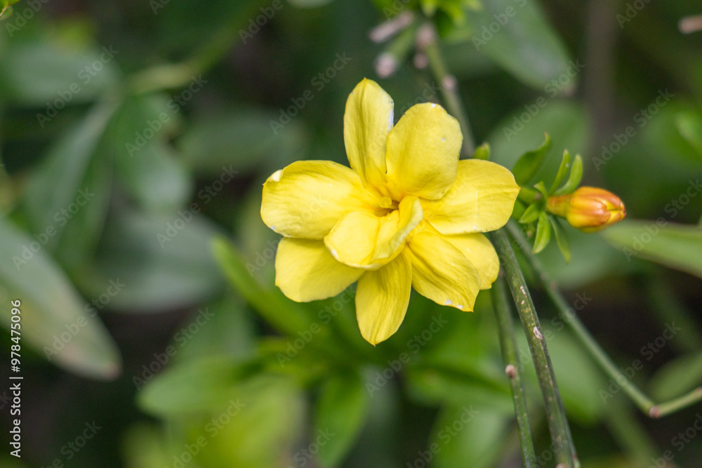 Bright blooming fruit trees in spring nature. Bright blooming fruit trees in spring nature.