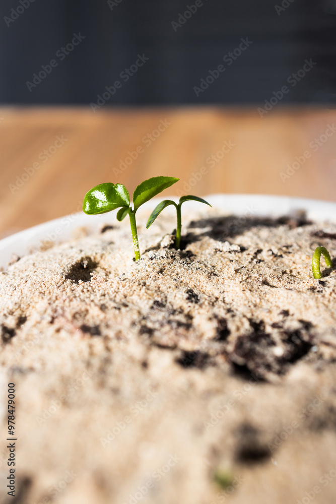 close-up of lemon tree seedlings in small tray, shot at shallow depth of field close-up of lemon tree seedlings in small tray, shot at shallow depth of field