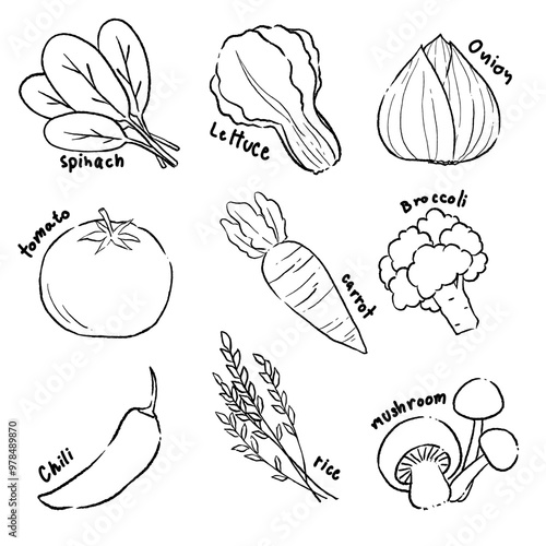 Fresh vegetable food ingredients illustration, line drawings for coloring.