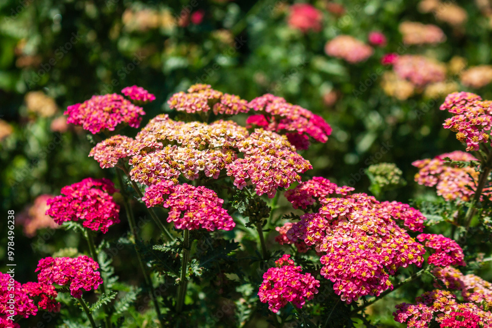 Obraz premium Yarrow (Achillea Millefolium Summer Berries Mix)
