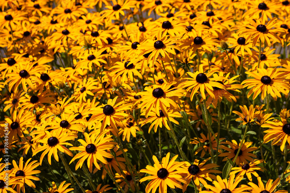 Black Eyed Susan, Rudbeckia Gold Sturm Black Eyed Susan, Rudbeckia Gold Sturm