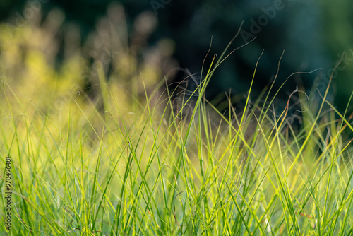 Obraz na płótnie Green blades of grass illuminated by the setting sun. Beauty of nature. Green texture. Blurred, natural background. w salonie
