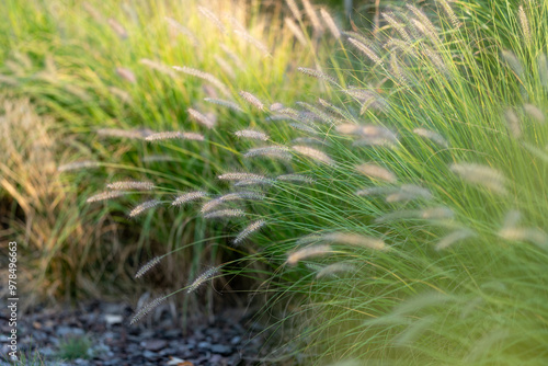 Obraz na płótnie Blooming pennisetum alopecuroides. Little, delicate, fluffy flowers. Green blades of grass and foliage in the background. Beauty of nature. Blurred foreground. w salonie