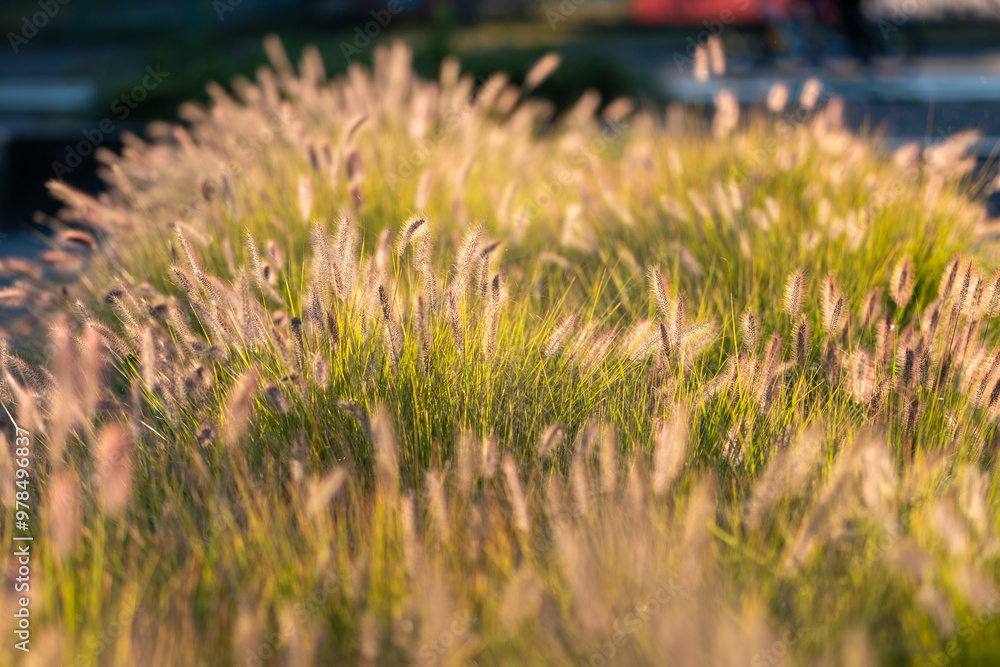 Beautiful ornamental grasses illuminated by the afternoon sun. Pennisetum alopecuroides (dwarf fountain grass)