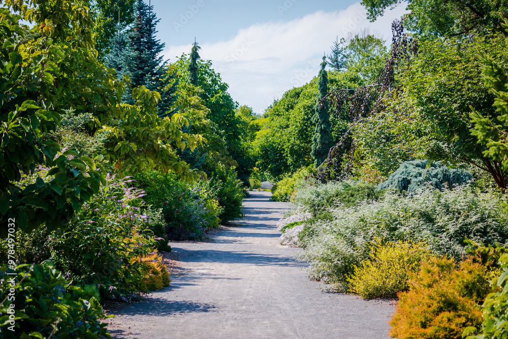 footpath in the park, flowering path, ecological system footpath in the park, flowering path, ecological system
