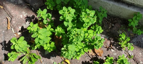 Closeup of beautiful green leaves of plants on a garden,Primer plano  de hermosas  hojas verdes de plantas sobre un jardín 