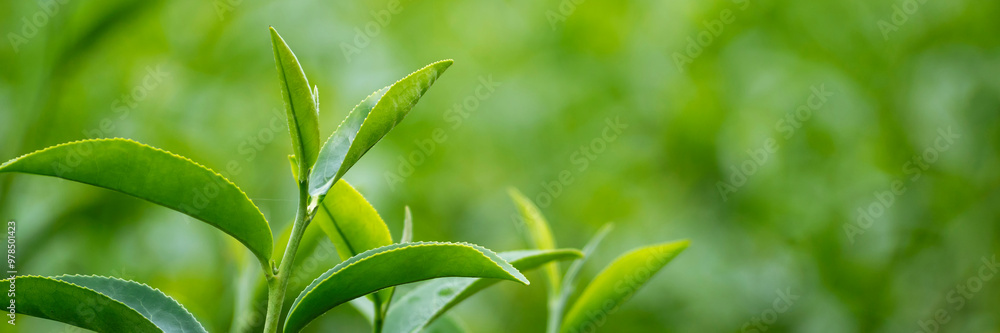 Banner Green tea tree leaves camellia sinensis organic farm sunlight. Panorama Fresh young tender bud herbal farm in morning. Banner Sunlight Green tea tree plant. Wide Green Tea Tree with copy space Banner Green tea tree leaves camellia sinensis organic farm sunlight. Panorama Fresh young tender bud herbal farm in morning. Banner Sunlight Green tea tree plant. Wide Green Tea Tree with copy space