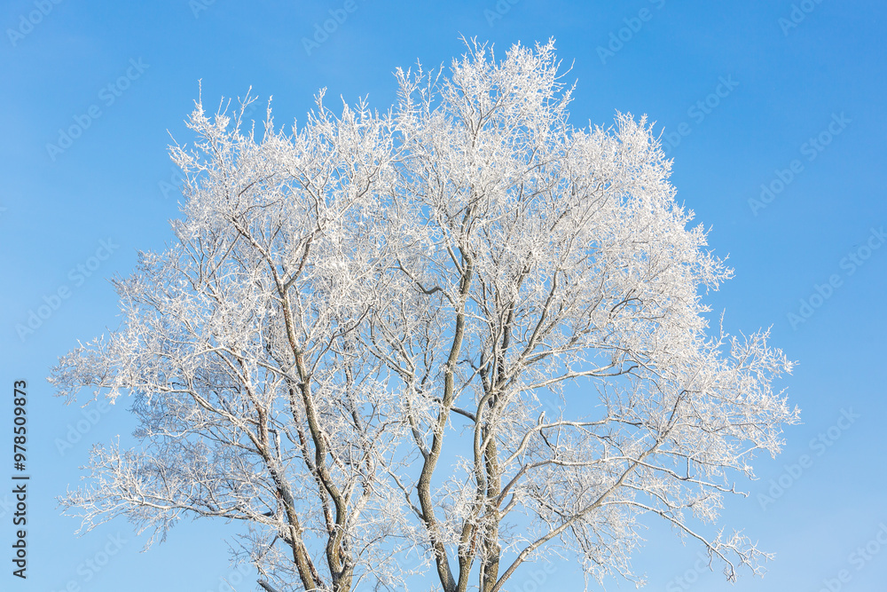 Snow-covered tree covered with frost on the background of the blue sky. Beautiful and cold winter. Snow-covered tree covered with frost on the background of the blue sky. Beautiful and cold winter.