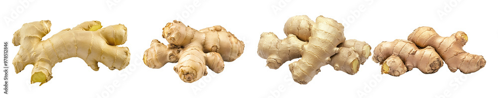 Fresh ginger roots displaying varying shapes and colors on a clean white background. Fresh ginger roots displaying varying shapes and colors on a clean white background.