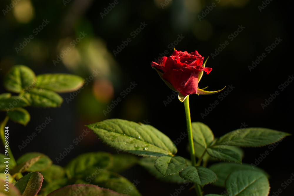 Obraz premium Close up of a beautiful newly blooming red rose in a flower garden during golden hour, natural background