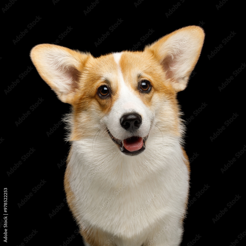 Portrait of Funny dog corgi pembroke in studio in front of black background Portrait of Funny dog corgi pembroke in studio in front of black background