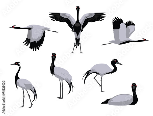 DEMOISELLE CRANE Bird Exotic Various Poses Cartoon Vector Character
