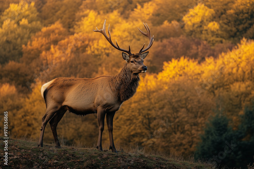 Majestic elk standing tall in an autumn forest, surrounded by vibrant fall foliage, highlighting the beauty of wildlife in a natural seasonal landscape