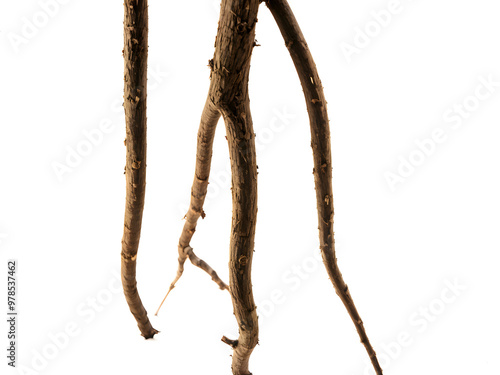 Closeup of Dry Nirgundi (Vitex negundo) roots, isolated on white background.
 photo