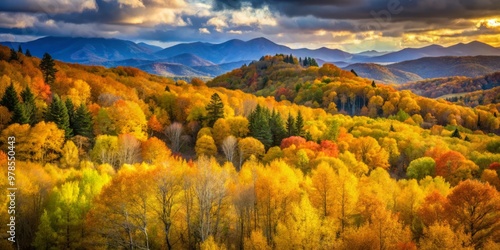 Golden hues of birch and oak trees illuminate the vibrant landscape of Asheville's Blue Ridge Mountains during peak autumn color, surrounded by lush underbrush