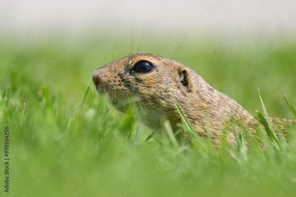 A European ground squirrel in a meadow in spring A European ground squirrel in a meadow in spring