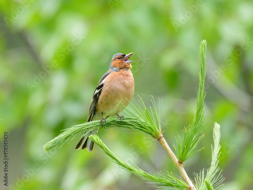 A male common chaffinch sitting on top of a tree