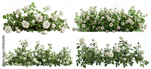 Fototapeta Naklejka Na Ścianę i Meble -  Set of beautiful white roses with lush green leaves, cut out