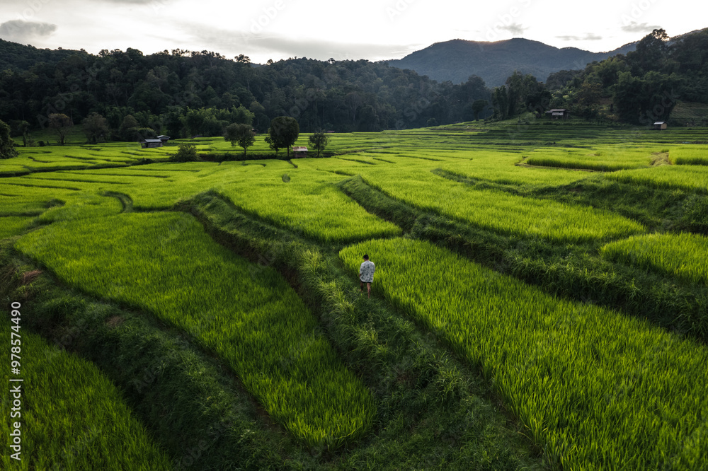 Rice field aerial view In the evening Rice field aerial view In the evening