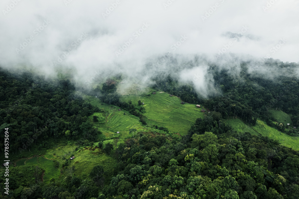 Aerial view of the rice fields In the rainy season Aerial view of the rice fields In the rainy season