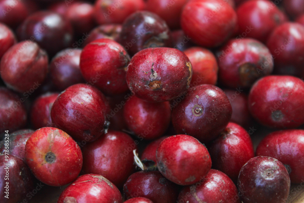 organic red coffee beans. harvest of coffee plantation. organic red coffee beans. harvest of coffee plantation.