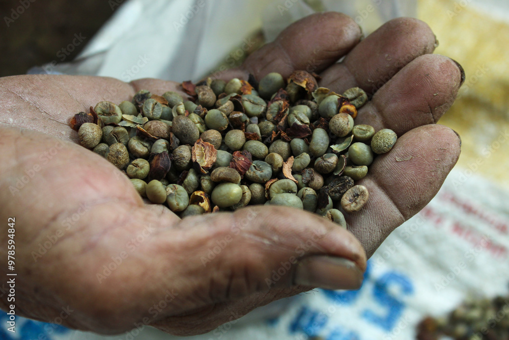 Close up of unroasted green coffee beans in the hands of an old man Close up of unroasted green coffee beans in the hands of an old man