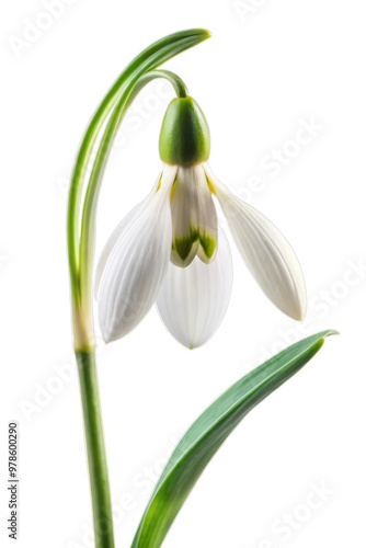 Snowdrop Flower Isolated on Transparent Background – High-Quality Image