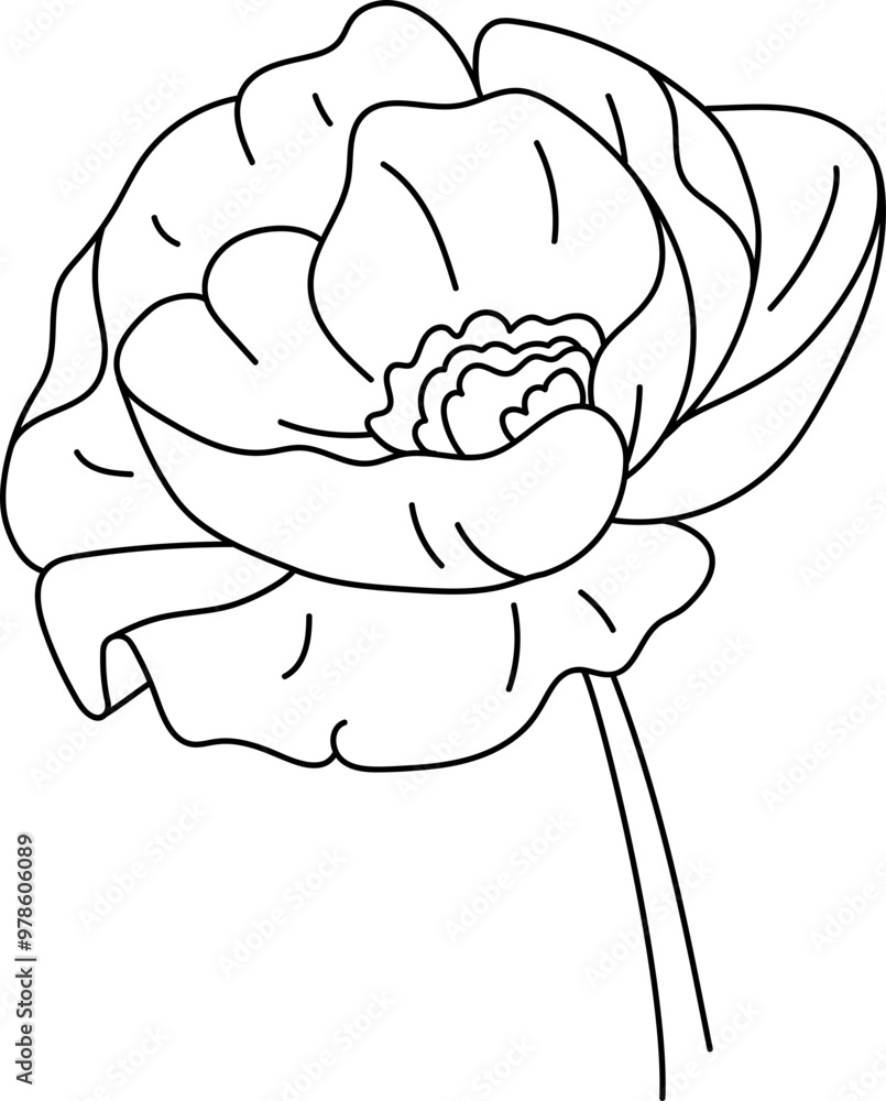 Hand Drawn Vector Poppy Flower Hand Drawn Vector Poppy Flower